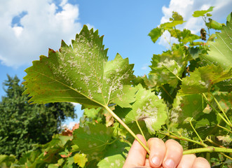 A close-up on a grapevine leaves infected with a powdery mildew, downy mildew, yellow spots which need treatment from fungal disease that can lead to a severe crop loss of grapes.