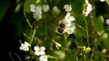 Close Up Of A White Flower Crab Spider Catching And Holding A Bee. Spider Hunts A Bee And Sits On A Flower On A Background Of Arabis Caucasica On A Sunny Day