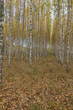 Birch trees with fresh green leaves in autumn. Sweden, selective focus