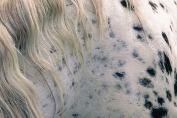 Wall Mural - Background and texture with spots, print of a horse closeup.