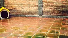 Cobblestones In The Rain