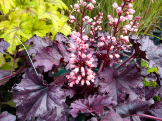 heuchera 'forever purple'