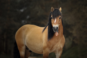 Portrait of a harness horse