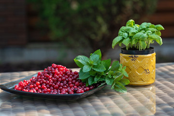 Wall Mural - Fresh basil in a pot, ripe cranberries and a green bunch of mint on a black plate. Cooking healthy vegetarian food.