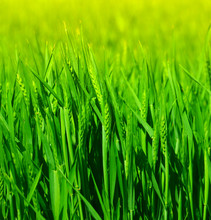 Green Wheat Field Close Up
