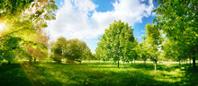 Beautiful Bright Colorful Summer Spring Landscape With Trees In Park, Juicy Fresh Green Grass On Lawn And Sunlight Against  Blue Sky With Clouds. Wide Format.
