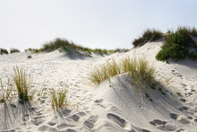 Open Dunes Vegetation In White Sand Beach In Aveiro, Portugal, During A Summer Day.