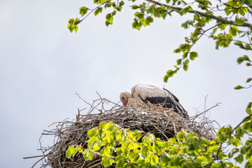A stork stands in its nest in the spring , fresh green leafs and a blue sky in background. copy-space
