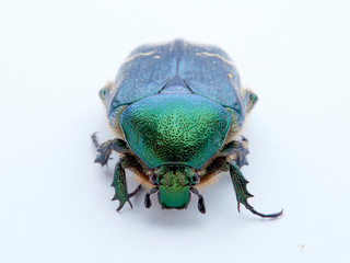 Metallic green beetle, chefer roses. Cetonia aurata.