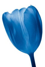 Blue Tulip On The White Background