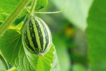 Wall Mural - Small unripe melon fruit on a summer day in the greenhouse