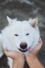 Close up lovely white dog face.