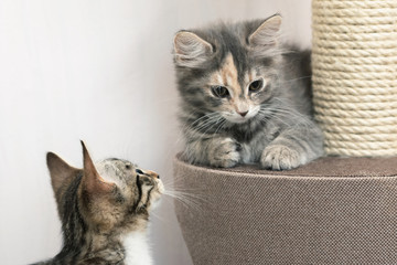 Wall Mural - Two Cute gray kittens are sitting near the scratching post on cat furniture