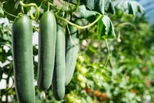 Fresh Bunch Of Green Ripe Natural Cucumbers Growing On A Branch In Homemade Greenhouse. Blurry Background And Copy Space For Your Advertising Text Message
