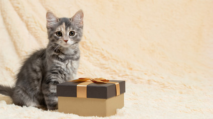 Wall Mural - Cute fluffy gray kitten sitting on a beige fur plaid next to a gift box, copy space