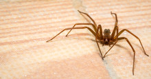 Brown Recluse Spider Lurking