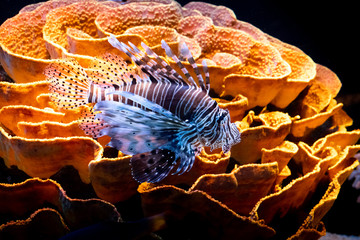 Colorful corals and exotic fish at the bottom of the Red Sea.