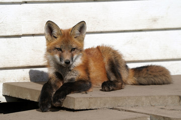 Wall Mural - Urban fox living under building
