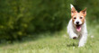 Funny playful happy jack russell terrier pet puppy running in the grass and smiling. Dog tongue, web banner with copy space.