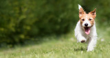 Fototapeta Konie - Funny playful happy jack russell terrier pet puppy running in the grass and smiling. Dog tongue, web banner with copy space.