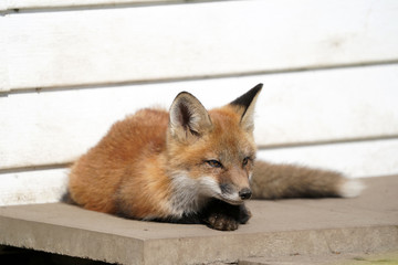 Wall Mural - Urban fox living under building
