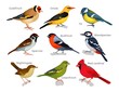 Set of various birds types with inscription vector illustration. Oriole tit goldfinch sparrow bullfinch woodpecker greenfinch nightingale red cardinal. Animal concept. Isolated on white background