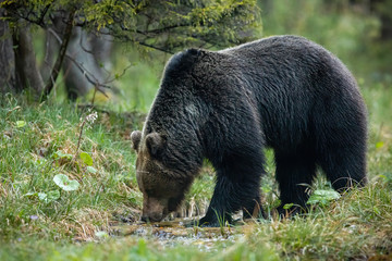 Wall Mural - dominant brown bear, ursus arctos, male drinking water from stream in forest. peaceful animal wildli