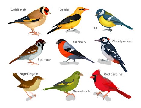 Wall Mural - Set of various birds types with inscription vector illustration. Oriole tit goldfinch sparrow bullfinch woodpecker greenfinch nightingale red cardinal. Animal concept. Isolated on white background