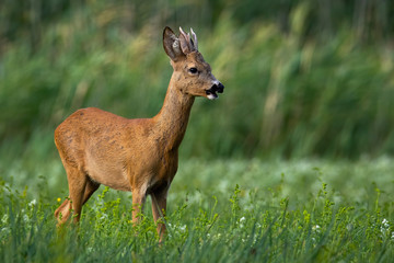 Wall Mural - young roe deer, capreolus capreolus, buck with antlers standing on a green meadow and feeding in sum