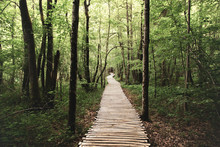Wooden Pathway Going Through The Dense Forest At The Plitvice National Park, Croatia, Unesco World Heritage Site