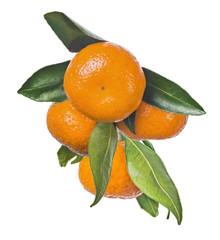 Wall Mural - four ripe orange tangerines with green leaves isolated on white