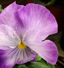 Close-up Of Wet Purple Pansy