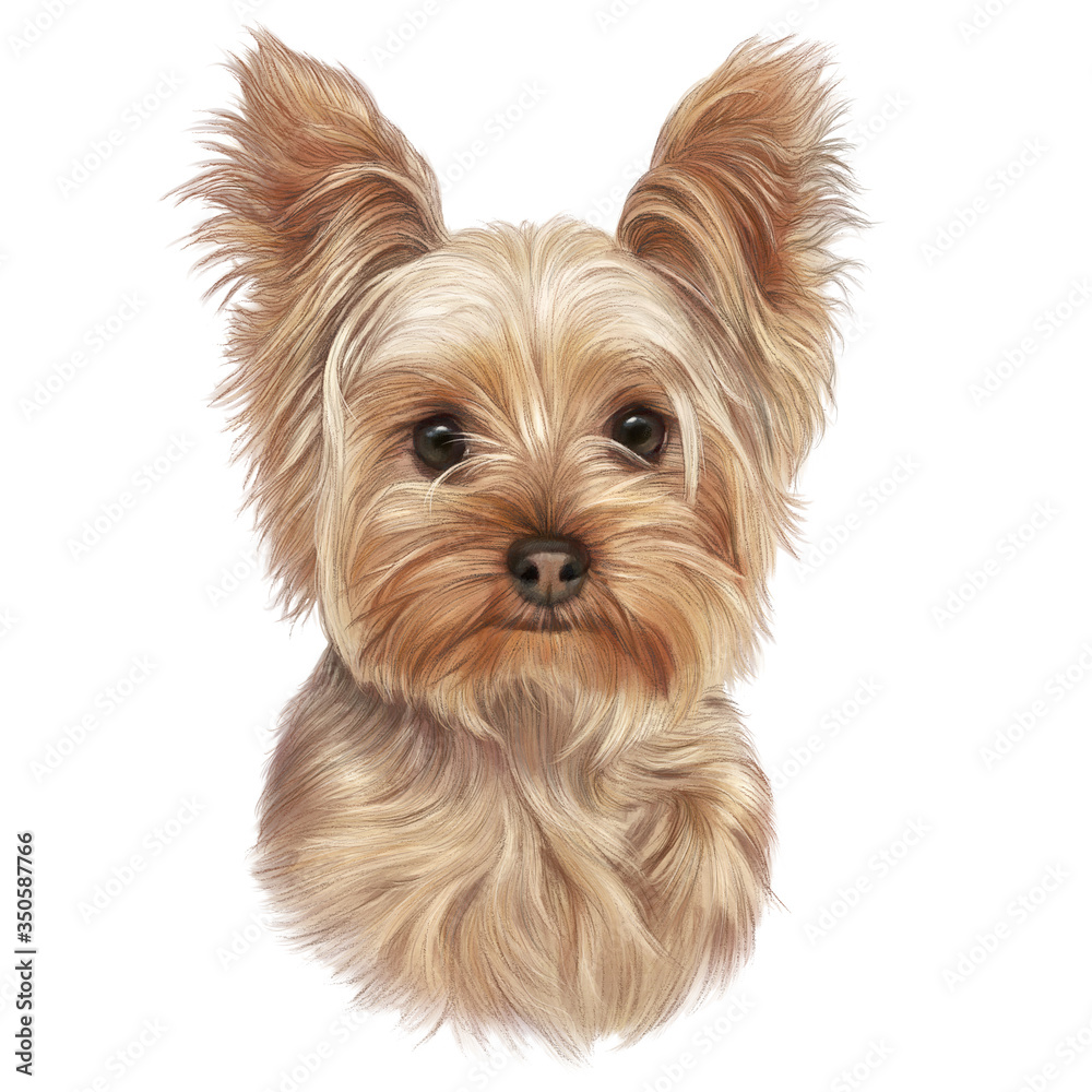 Yorkshire Terrier Face Cover Yorkshire Terrier Face Cover