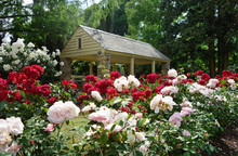 The Rose Garden In Raleigh North Carolina