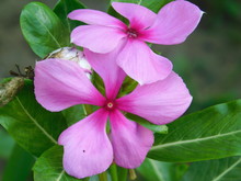
  Catharanthus Roseus Image In India West Bengal