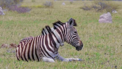 Wall Mural - Wild Zebra With Collared On Neck Lying On The Ground In Botswana, Africa . - medium shot