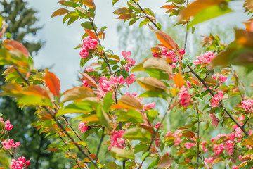 Wall Mural - pink flowers on a branch