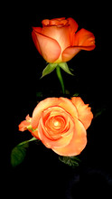 Close-up Of Orange Rose Against Black Background