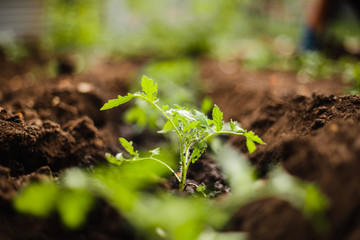 Wall Mural - Closeup of a green tomato seedling just planted at the garden in a row. Home garden, self grown vebatebles and healthy non modified food. Horticulture and garden concept.