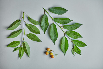 Branch of cherry with green leaves on the grey background 