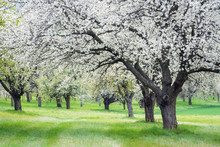 Cherry Tree Grove In Full Bloom In Spring