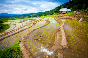 Beautiful landscape view of rice terraces and cottages in the rainy season and mountain in the background,Pa bong Pieng,Mae Jam, ChiangMai,Thailand