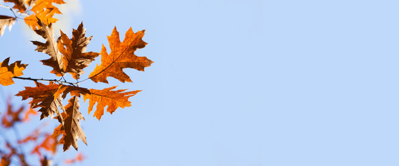 Canvas Print - Autumn maple leaves on blue sky background. Beautiful autumn park tree foliage frame. Copy space.