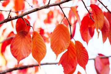 Canvas Print - Prunus Sargentii tree red leaves macro view, selective focus. Bright autumn colors background