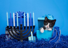 Adorable Tiny Black And White Tuxedo Kitten Peaking Out Of A Blue Present Box Next To Menorah With Dreidel For Hanukkah. Bright Blue Background. Animal Antics Fun Holiday Theme.
