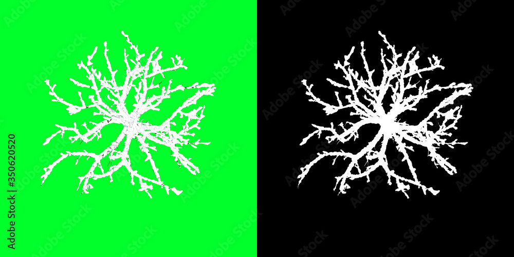 Top View Winter Tree 3D Render PNG Chroma Key Bakcground with Opacity ...