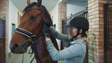 Young Woman Tightening Bridle On Horse. Young Female Rider In Helmet Arranging Harness On Horse Tightening Bridle Before Training