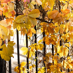 Wall Mural - Autumn time colorful scene. Climbing plant Virginia creeper wild grape tree branch with red leaves on a metal fence.