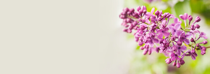 Wall Mural - Macro view blossoming Syringa lilac bush. Springtime landscape with bunch of violet flowers. lilacs blooming plants background. soft focus photo. copy space.
