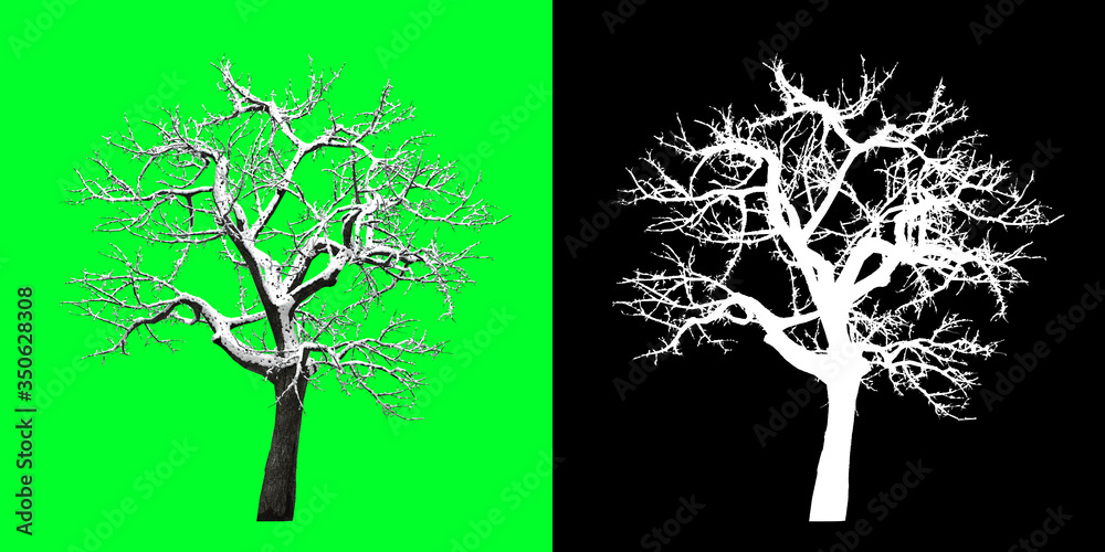 Left View Winter Tree 3D Render PNG Chroma Key Bakcground with Opacity ...